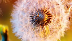 Partial image of a dandelion. 