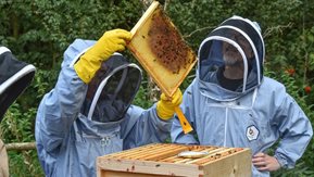 Two beekeepers work with a bee hive at the new Lisnagarvey Beekeeping Club.